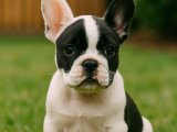 French Bulldog aşkı dişi yavrumuz