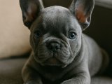 A kalite blue French Bulldog erkek