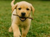 Labrador Retriever yavrumuz erkek