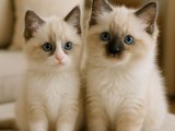 Dişi erkek Ragdoll yavrular İstanbul