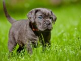 anatomi harikası Cane Corso oğlumuz sizlerle