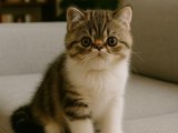 Etkileyici bakışlı Exotic Shorthair erkek yavrumuz