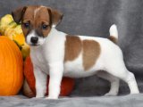 Jack Russell Terrier güzeller güzeli kızımız
