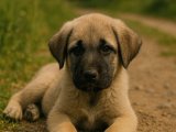 Anlatmaya gerek yok o bir Kangal