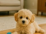 Harika güzellikte Maltipoo kızımız