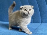 Lilac renkte Scottish Fold şeker oğlumuz