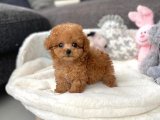 Büyümeyen köpek Toy Poodle dişi yavru