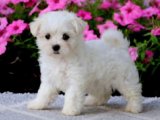Maltese Terrier güzelliği sizlerle