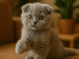 Sıfır kulak Scottish Fold oğluş