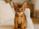 Habeşli yakışıklı geldi Abyssinian yavrumuz