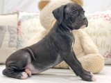 Rocky Bilbao karşınızda karizmatik Boxer oğlumuz