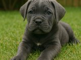 Erkek Cane Corso