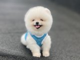 AYI SURAT POMERANİAN BOO YAVRULAR