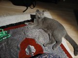 ERKEK KEDİ SCOTTİSH FOLD 10 AYLIK