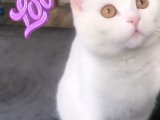 Lilly