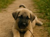 Heybetli Kangal erkek yavrumuz
