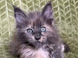 Hırçın dişi Maine Coon güzellik