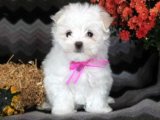 Sağlık garantili Maltese Terrier dişi