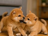 Birbirinden güzel Shiba Inu orjinal yavrularımız