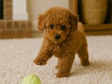 Mini güzellik Toy Poodle