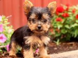 Sıcacık kalbiyle Yorkshire Terrier kızımız