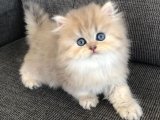 Altın güzellik Chinchilla dişi yavrumuz