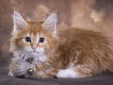 Taçsız prenses Maine Coon kızımız