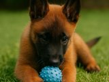 Karizmatik Belçika Kurdu (Malinois) oğluşumuz
