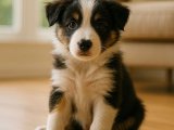 Minik Border Collie hayatınıza dokunacak