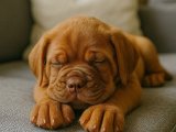 Pufidik Fransız Mastiff kızımız sizlerle