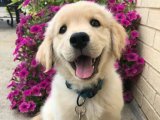 Gülen surat Golden Retriever dişi yavrumuz