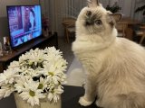 1.5 yaşında dişi ragdoll
