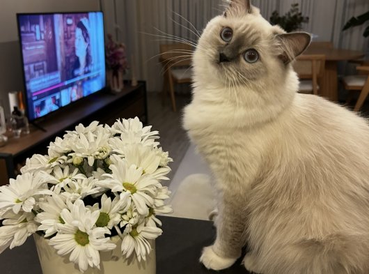 1.5 yaşında dişi ragdoll