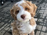 Labradoodle dişi yavru