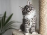 Asaletin göbek adı Maine Coon yavrumuz