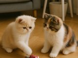 Erkek Exotic Shorthair yavrularımız hazır