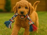 Goldendoodle erkek yavrumuz çok oyuncu