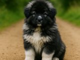 Delici bakışlı Kafkas Çoban Köpeği oğlumuz
