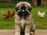 Dişi Kafkas Çoban Köpeği yavrumuz