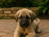 Hakiki Sivas Kangal yavrumuz erkek