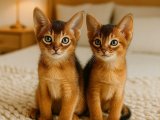 İkili güzellik Abyssinian (Habeş Kedisi) yavrularımız