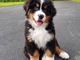 Show kalite bernese yavrusu