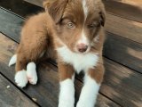 Dünyanın en zeki ırkı Border Collie yavru