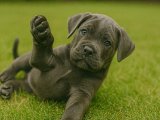 Aktif dinamik heyecanlı Cane Corso yavrumuz