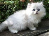 Pamuk Chinchilla yavrumuz