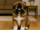 Kafkas Çoban Köpeği pehlivan oğlumuz sizlerle