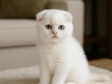Sıfır kulak Scottish Fold oğluşumuz