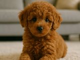 Mini köpek Toy Poodle yavrusu