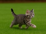 Rüzgarın evladı American Shorthair deli oğlumuz