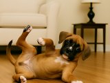 Erkek Boxer oyuncu ve hareketli